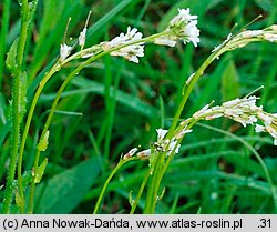 Arabis hirsuta (gęsiówka szorstkowłosista)