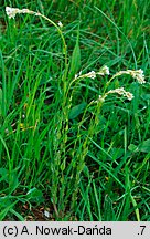 Arabis hirsuta (gęsiówka szorstkowłosista)