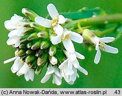 Arabis hirsuta (gęsiówka szorstkowłosista)