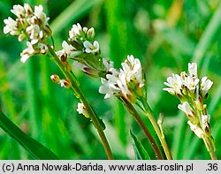 Arabis hirsuta (gęsiówka szorstkowłosista)