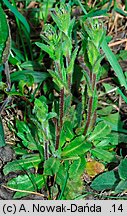 Arabis hirsuta (gęsiówka szorstkowłosista)