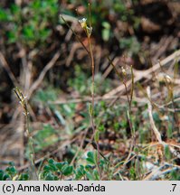 Arabis recta (gęsiówka uszkowata)