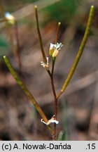 Arabis recta (gęsiówka uszkowata)