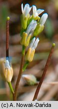 Arabis recta (gęsiówka uszkowata)