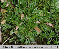 Arabis soyeri ssp. subcoriacea (gęsiówka stokrotkolistna)