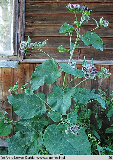 Arctium tomentosum (łopian pajęczynowaty)