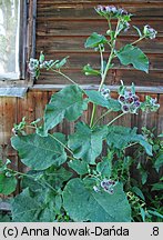 Arctium tomentosum (łopian pajęczynowaty)