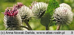 Arctium tomentosum (łopian pajęczynowaty)