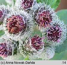 Arctium tomentosum (łopian pajęczynowaty)