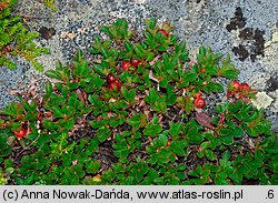 Arctostaphyllos alpina