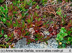 Arctostaphyllos alpina