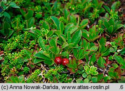 Arctostaphyllos alpina