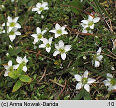 Arenaria tenella