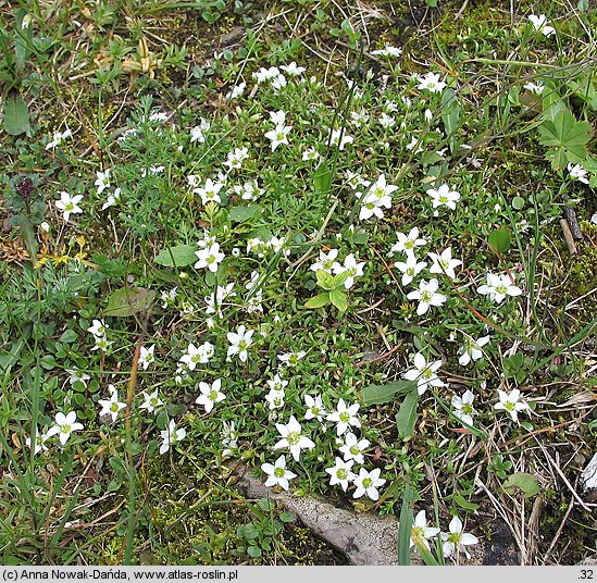 Arenaria tenella