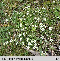 Arenaria tenella