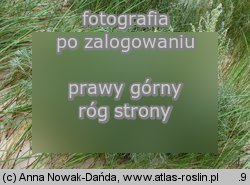 Artemisia campestris ssp. sericea (bylica polna jedwabista)