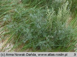 Artemisia campestris ssp. sericea (bylica polna jedwabista)