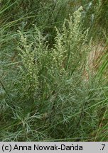 Artemisia campestris ssp. sericea (bylica polna jedwabista)