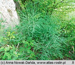 Asparagus officinalis (szparag lekarski)