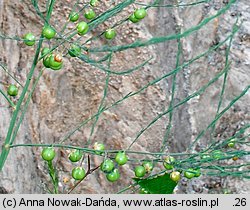 Asparagus officinalis (szparag lekarski)