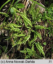 Asplenium viride