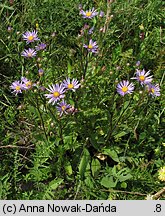 Aster amellus (aster gawędka)