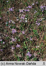 Aster amellus (aster gawędka)