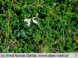 Astragalus alpinus (traganek alpejski)