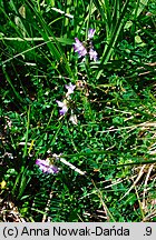 Astragalus alpinus