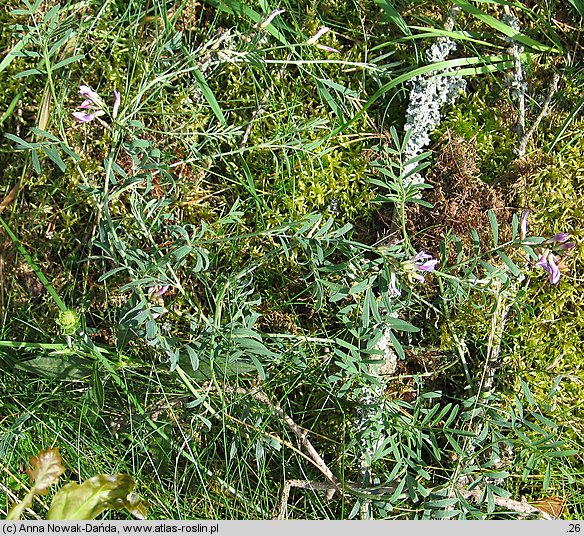 Astragalus arenarius (traganek piaskowy)