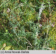 Astragalus arenarius (traganek piaskowy)