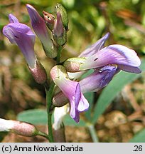 Astragalus arenarius (traganek piaskowy)