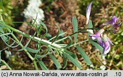 Astragalus arenarius (traganek piaskowy)