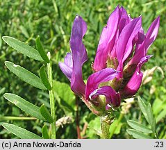 Astragalus onobrychis