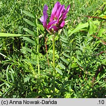 Astragalus onobrychis