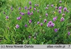 Astragalus onobrychis (traganek długokwiatowy)