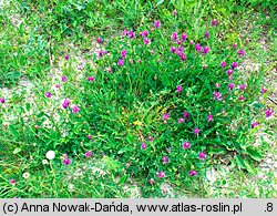 Astragalus onobrychis (traganek długokwiatowy)