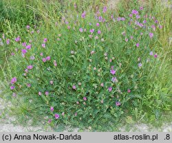 Astragalus onobrychis (traganek długokwiatowy)