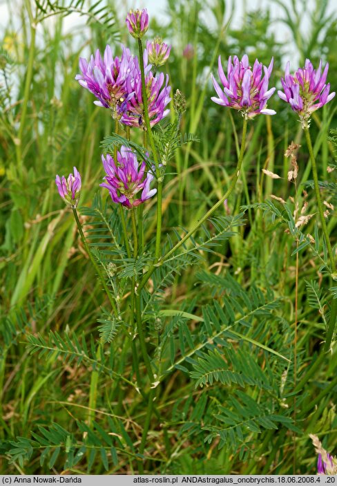 Astragalus onobrychis (traganek długokwiatowy)
