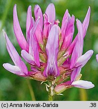 Astragalus onobrychis (traganek długokwiatowy)