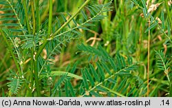 Astragalus onobrychis (traganek długokwiatowy)