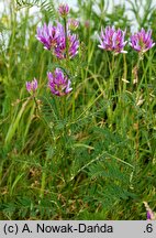 Astragalus onobrychis (traganek długokwiatowy)