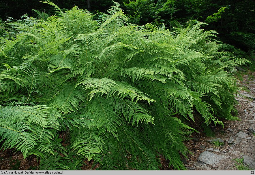 Athyrium distentifolium (wietlica alpejska)