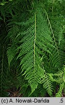 Athyrium distentifolium (wietlica alpejska)