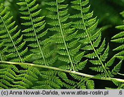 Athyrium distentifolium (wietlica alpejska)