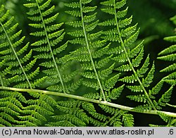 Athyrium distentifolium (wietlica alpejska)