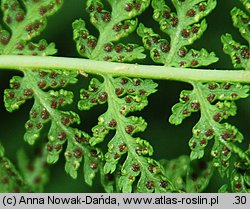 Athyrium distentifolium (wietlica alpejska)