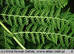 Athyrium distentifolium (wietlica alpejska)