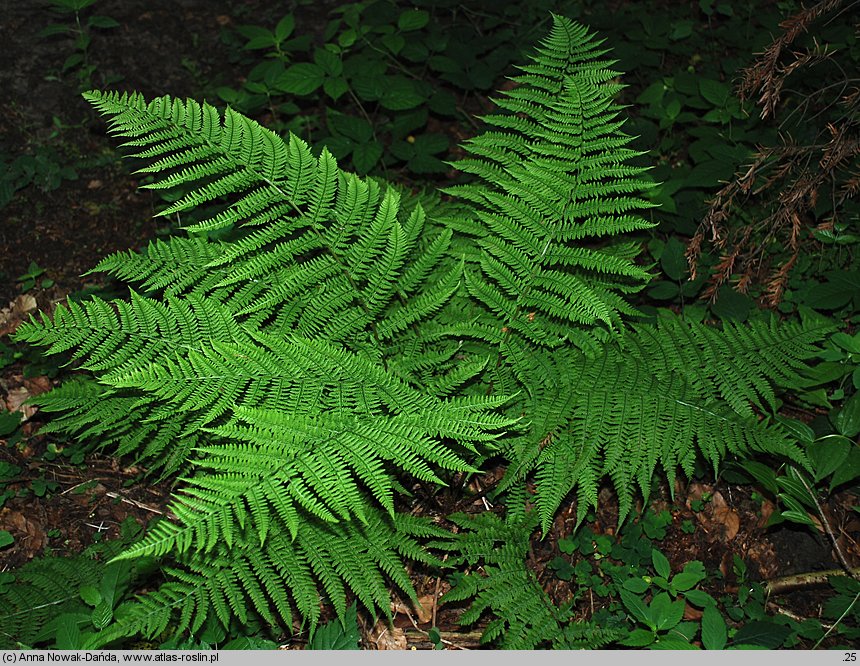 Athyrium filix-femina (wietlica samicza)