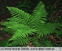 Athyrium filix-femina (wietlica samicza)